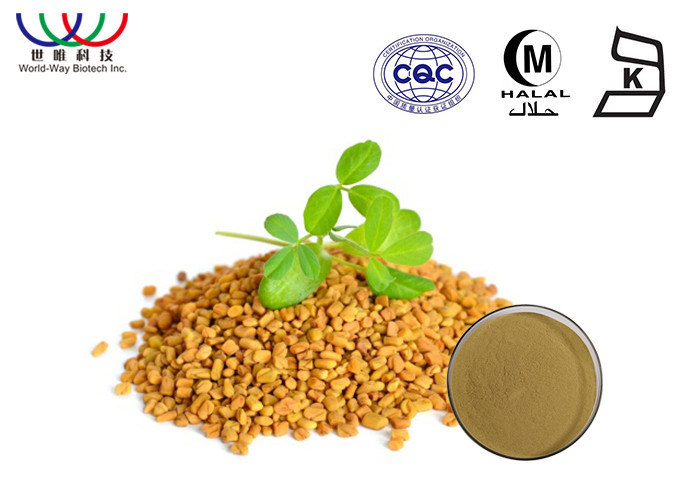 Fine Yellowish Brown Fenugreek Extract Powder Herbal Medicine For Men'S