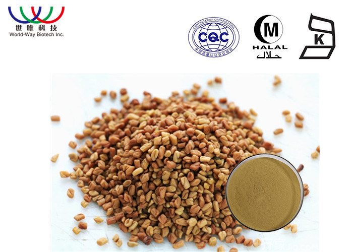 Testosterone Fenugreek Extract Powder Trigonella Foenum Graecum Extract