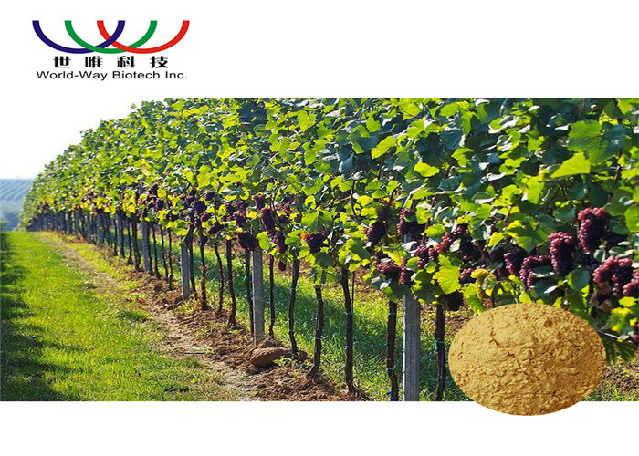 Pure Grape Skin Extract Resveratrol , Natural Skin Care Red Wine Grape