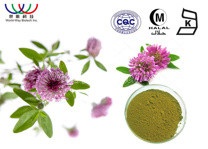 Cas 85085 25 2 Red Clover Extract Powder 20 Isoflavones Benefits For Menopause Women S Health