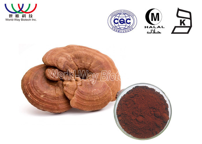 Custom Ganoderma Lucidum Extract , Medicinal Mushroom Powder Anti Aging