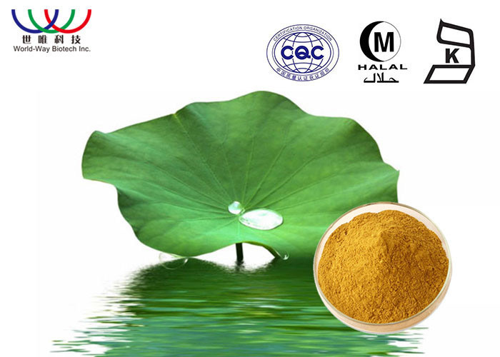 Brown Fine Powder Lotus Leaf Extract Nuciferine And Flavonoids For