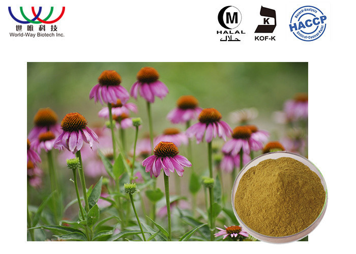 Anti Bacterial Echinacea Plant Extract , Medicinal Echinacea Purpurea