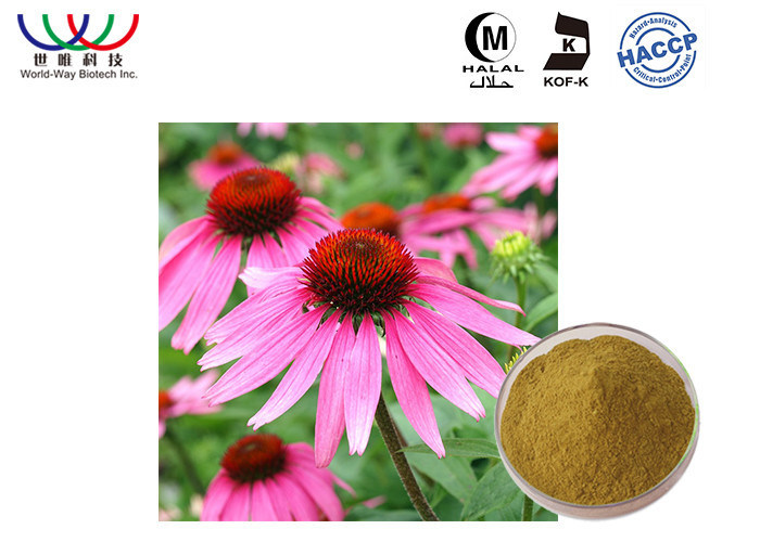 High Standard Echinacea Purpurea Extract Cichoric Acid Powder Promoting