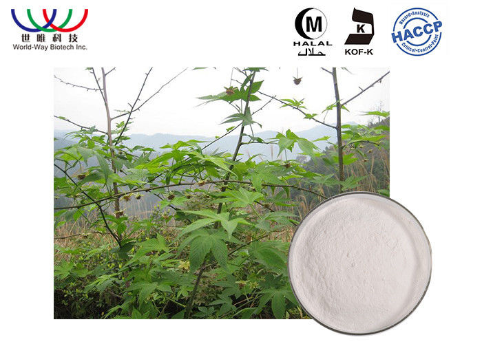 medical gade sweet tea extract low calories for diabetis blood sugar