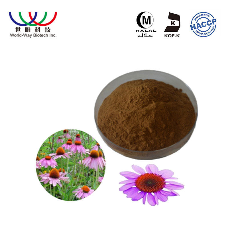 Echinacea Purpurea Pure Plant Extract 2% - 4% Chicoric ...