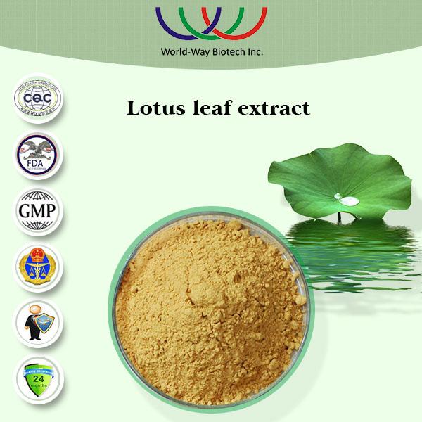 Weight Loss Pure Herbal Extracts , Lotus Leaf Extract Powder For Flavonoids Herbal Medicine