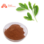 10% - 98% Polyphenols Pure Organic Green Tea Extract Powder
