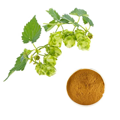 Pure Humulus Lupulus Hops Extract Powder Food / Beverage Grade