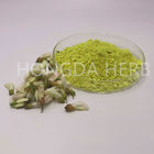Natural Plant Extract Sophora Japonica Quercetin HPLC95% / UV98%