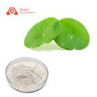 Hongda Centella Asiatica Extract Powder 5%-90% For Protect Skin