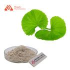 Gotu Kola Centella Asiatica Extract Powder 80% Total Triterpenes Anti Inflammatory