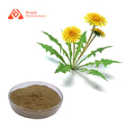 Pharmceutical Herb Dandelion Root Extract For Liver Kindney Gallbladder Support