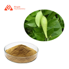 CAS 121686-42-8 Pure Plant Extract 25% Gymnemic Acids Gymnema Sylvestre Extract