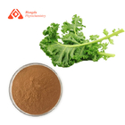 Natural Anthocyanins Brassica Oleracea Extract Pure Plant kale leaf extract