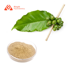 Green Coffee Bean Extract Chlorogenic Acid 50% HPLC For Weight Loss