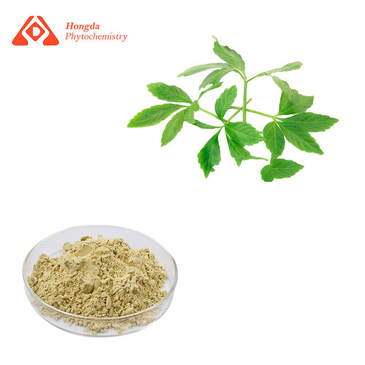 Gynostemma Pentaphyllum Extract Jiaogulan Extract 60% Gypenosides