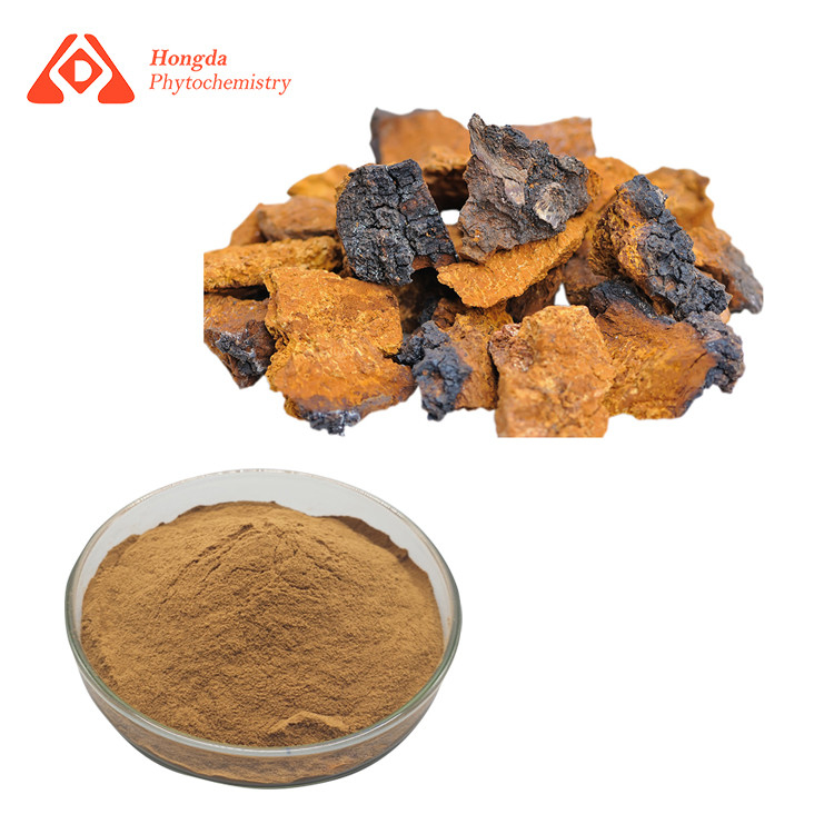 Natural Chaga Mushroom Extract Powder 30% Polysaccharides Inonotus Obliquus Extract