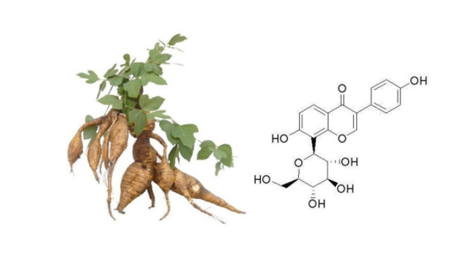 Pueraria Root Extract Pueraria Root Extract